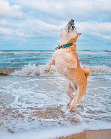 Dog leaping through ocean waves on the beach