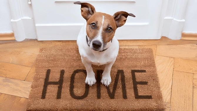 Destin Pet-Friendly Vacation Rentals